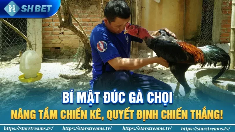 Bí Kíp Nuôi Gà Chọi: Bí Quyết Nuôi Gà Vô Địch 1 Bí mật đúc gà chọi: Nâng tầm chiến kê, quyết định chiến thắng!